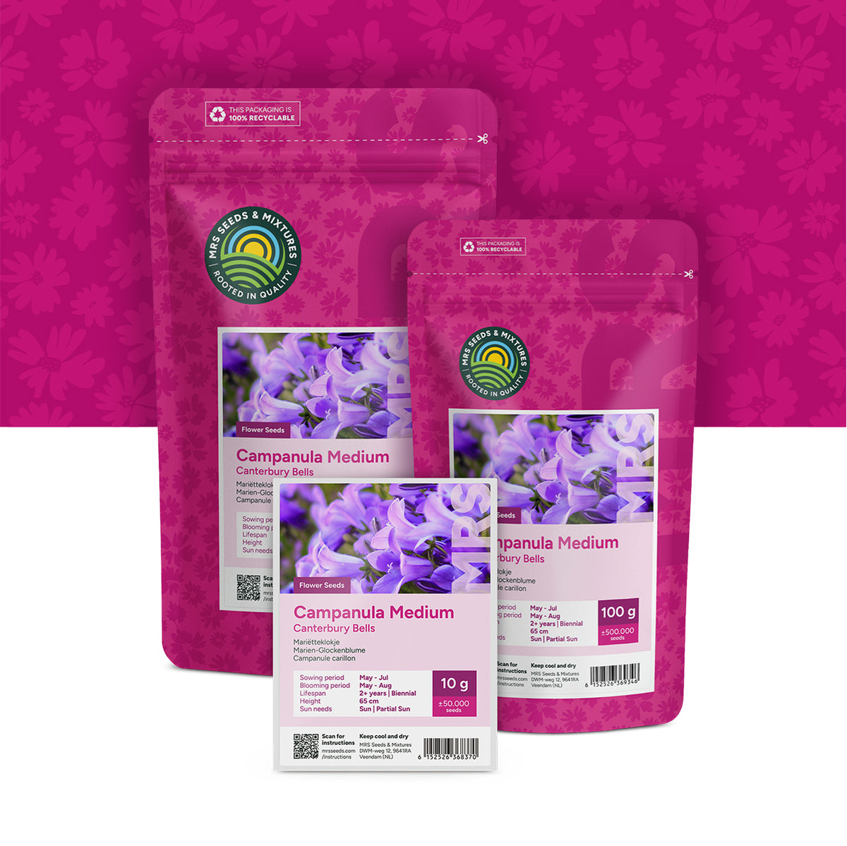 Marien-Glockenblume – Campanula medium