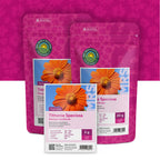 Mexikanische Sonnenblume – Tithonia speciosa