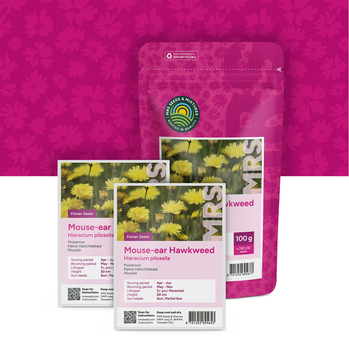 Kleines Habichtskraut – Hieracium pilosella
