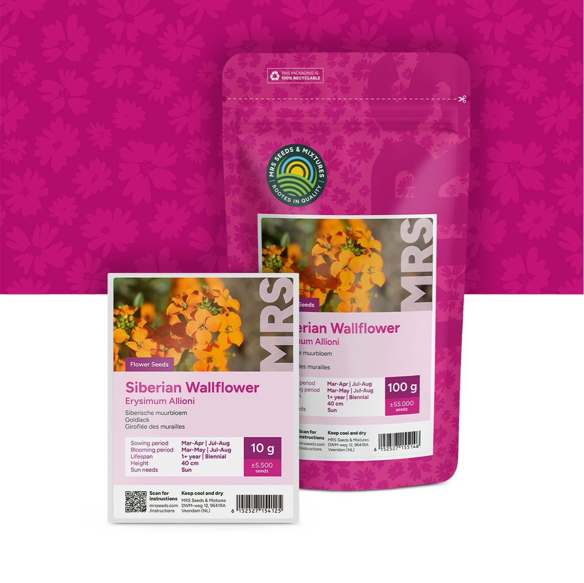 Goldlack – Erysimum Allioni