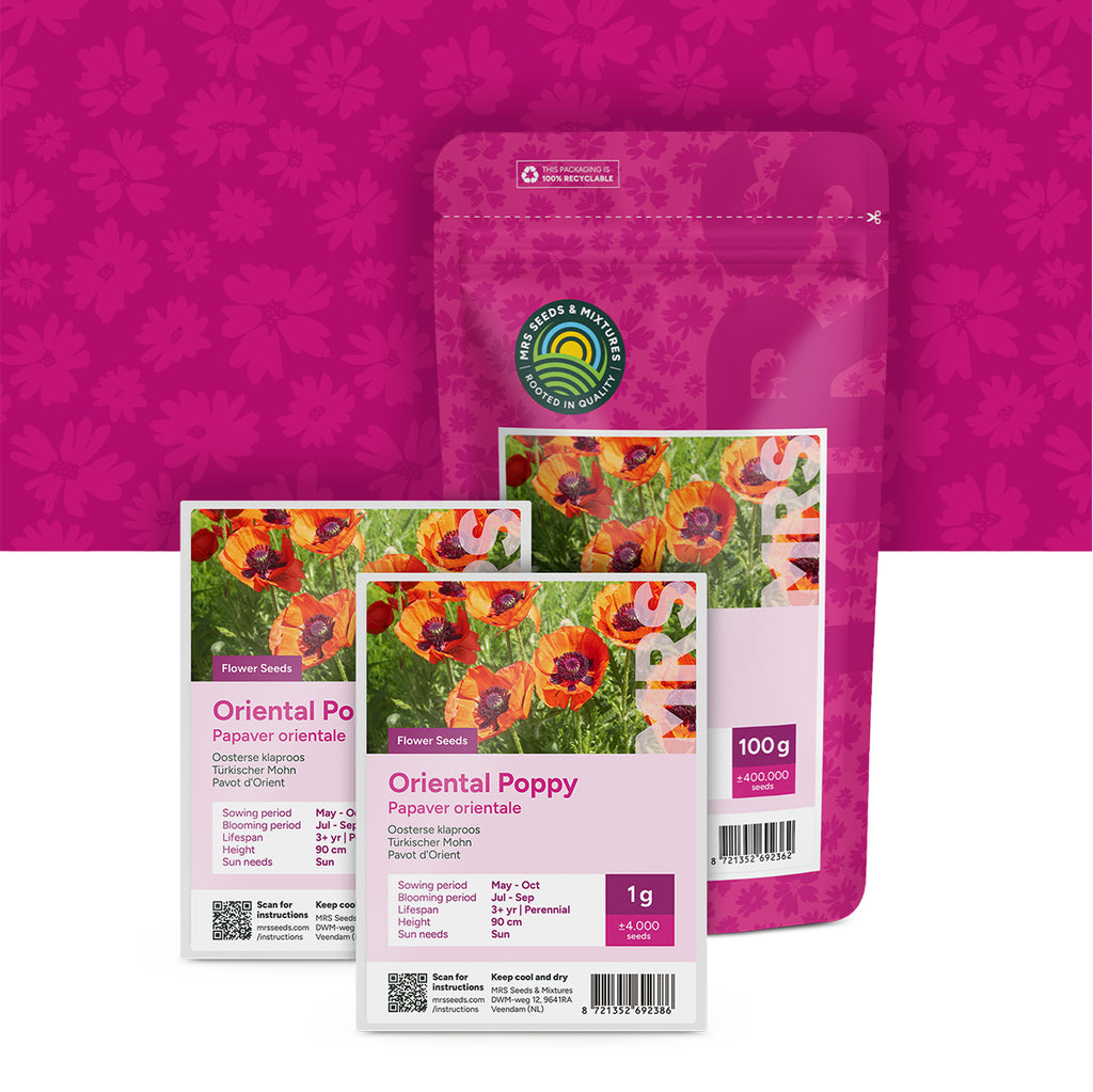 Türkische Mohn – Papaver orientale