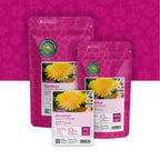 Gewöhnlicher Löwenzahn – Taraxacum officinale