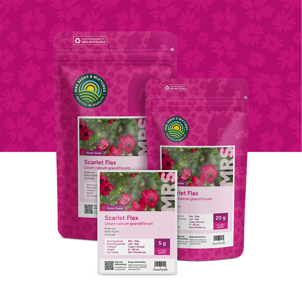 Roter Flachs – Linum Rubrum Grandiflorum