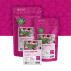 Purpur-Sonnenhut – Echinacea purpurea