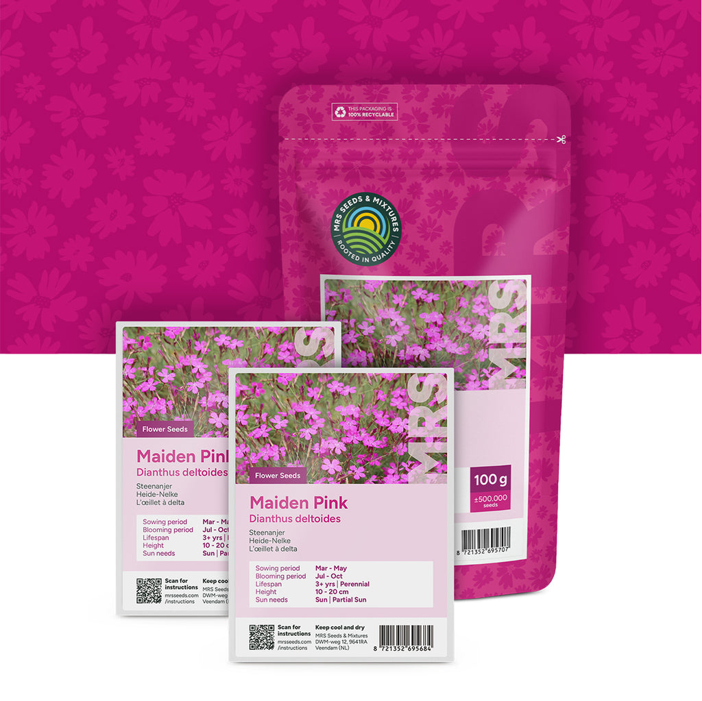 Heide-Nelke – Dianthus deltoides
