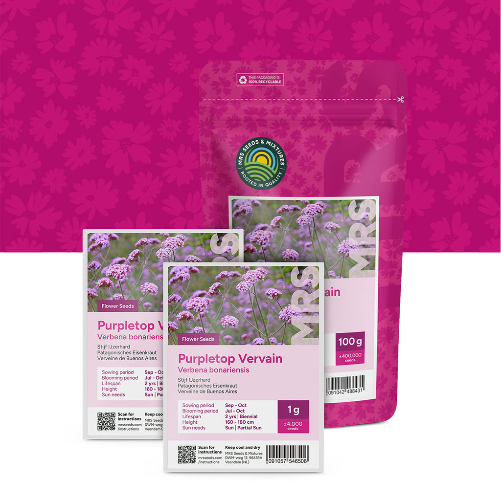 Eisenkraut – Verbena bonariensis