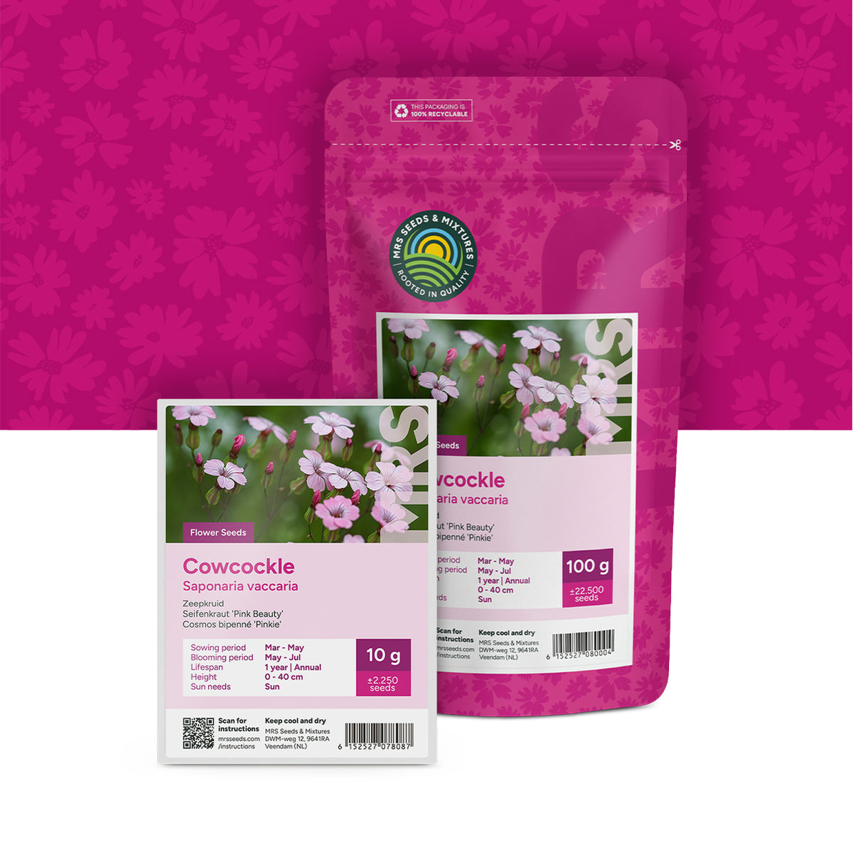 Seifenkraut 'Pink Beauty'  – Saponaria vaccaria