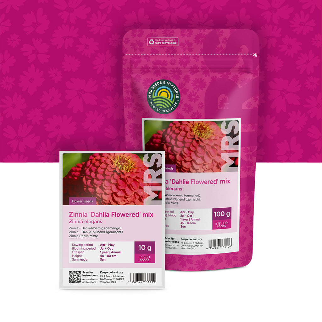 Zinnie – Dahlie-blühend (gemischt) – Zinnia dahlia