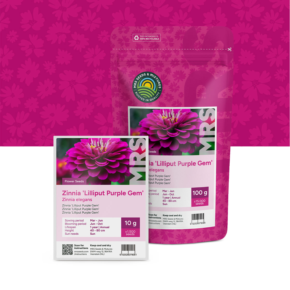 Zinnie elegans-Lilliput Purple Gem