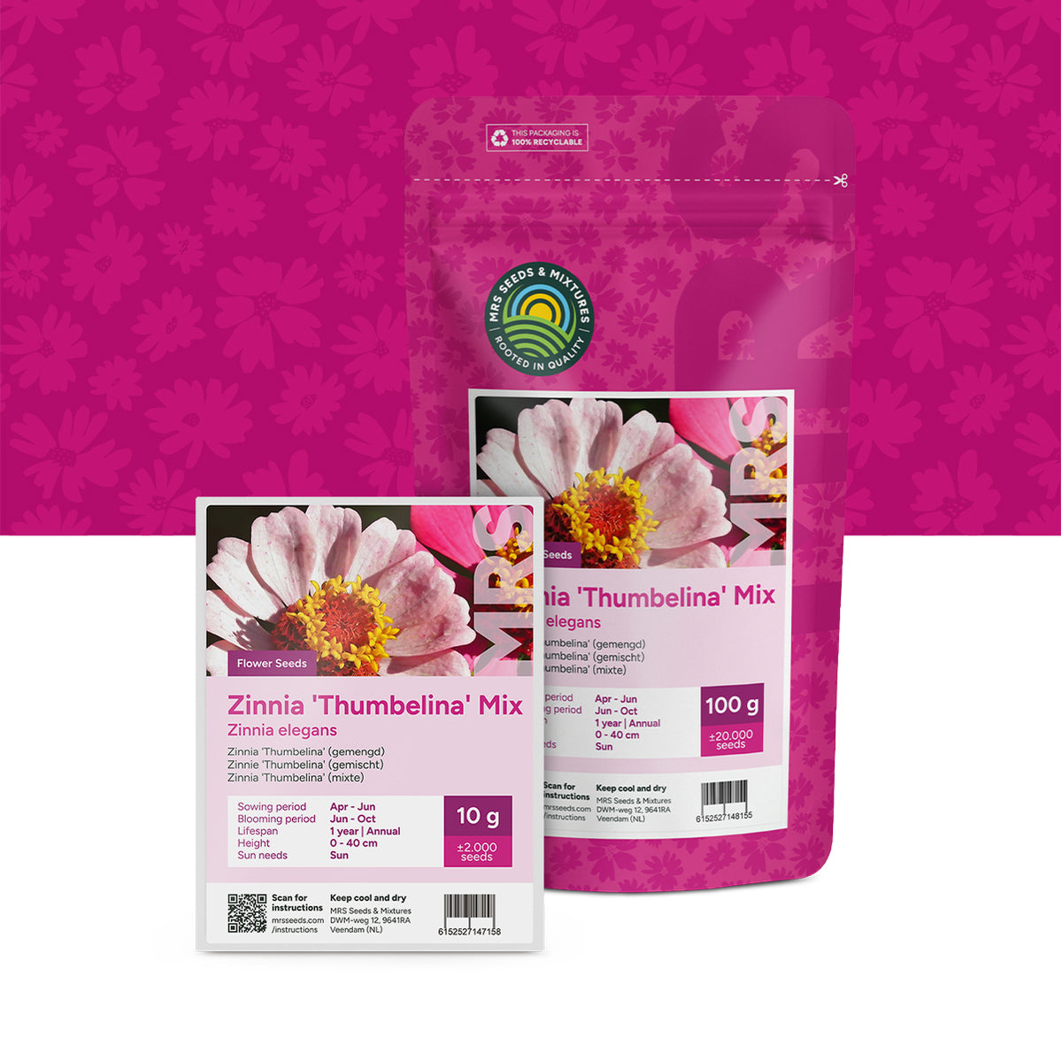 Zinnie 'Thumbelina' (gemischt) – Zinnia elegans