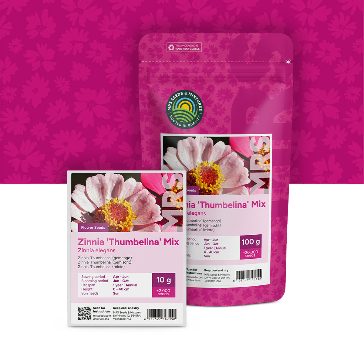 Zinnie 'Thumbelina' (gemischt) – Zinnia elegans