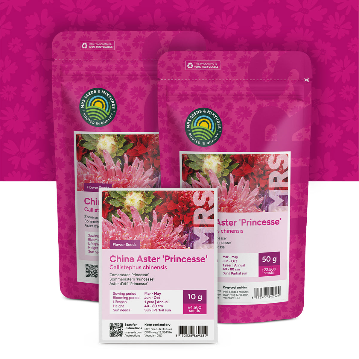 Sommerastern 'Princesse' – Callistephus chinensis
