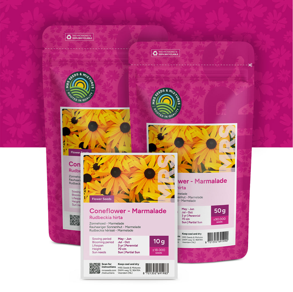 Rauer Sonnenhut 'Marmelade' – Rudbeckia hirta
