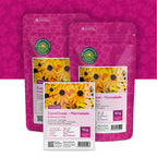 Rauer Sonnenhut 'Marmelade' – Rudbeckia hirta