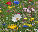 Blumensamen
