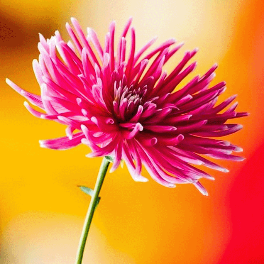 MRS Seeds & Mixtures Strahlen-Aster 'Unicum' - Callistephus chinensis [de]