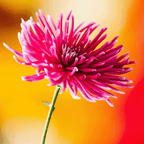 MRS Seeds & Mixtures Strahlen-Aster 'Unicum' - Callistephus chinensis [de]