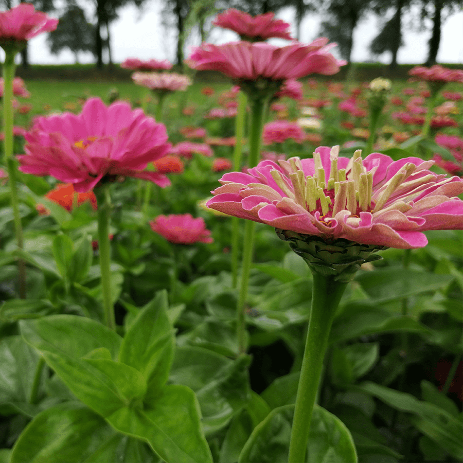MRS Seeds & Mixtures Zinnie 'Giants of California' [de]