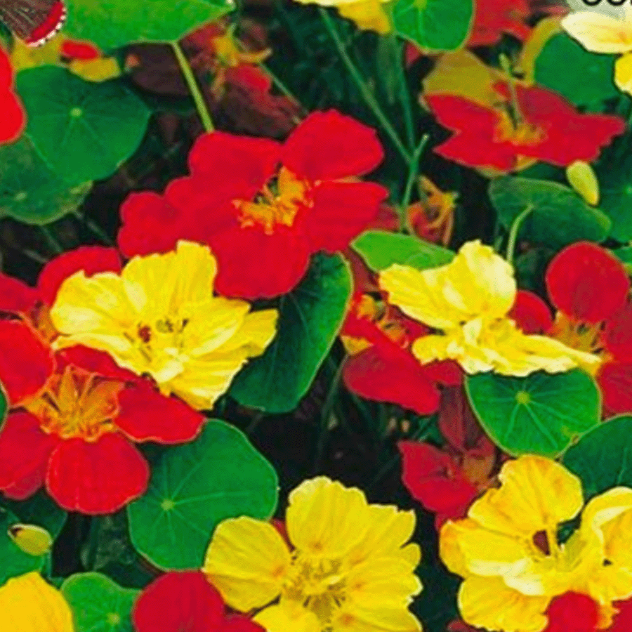 MRS Seeds & Mixtures Kapuzinerkresse 'Whirlybird Mix' - Tropaeolum majus [de]