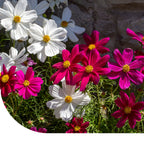 MRS Seeds & Mixtures Schmuckkörbchen 'Sensation Mix' - Cosmea [de]