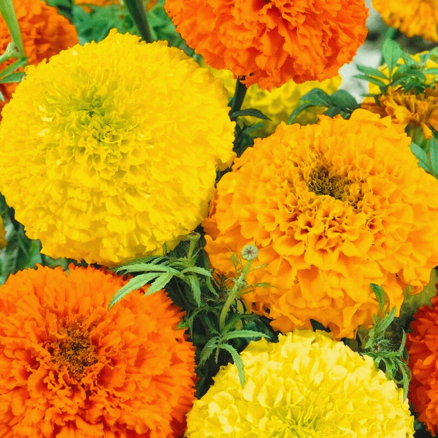 MRS Seeds & Mixtures Studentenblume 'Sunset Giants' - Tagates erecta [de]