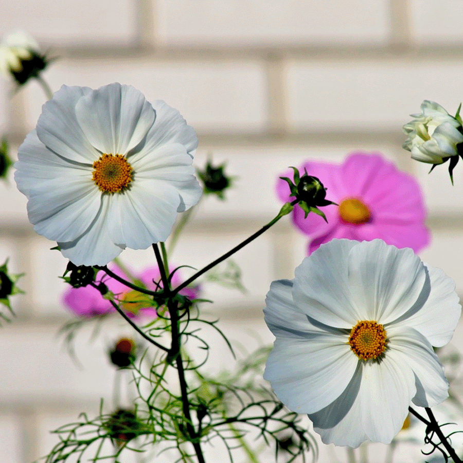 MRS Seeds & Mixtures Schmuckkörbchen 'Sensation Mix' - Cosmea [de]