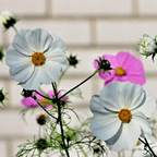MRS Seeds & Mixtures Schmuckkörbchen 'Sensation Mix' - Cosmea [de]
