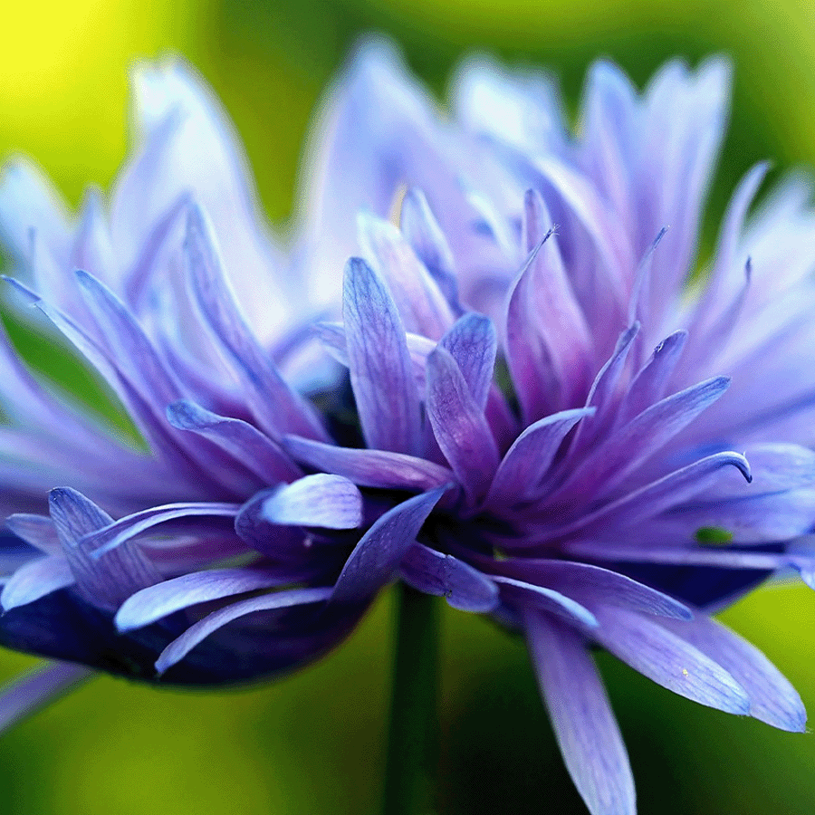 MRS Seeds & Mixtures Kornblume 'Frosted' gemischt - Centaurea cyanus [de]