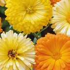 MRS Seeds & Mixtures Ringelblume 'Pacific Beauty' - gemischt [de]