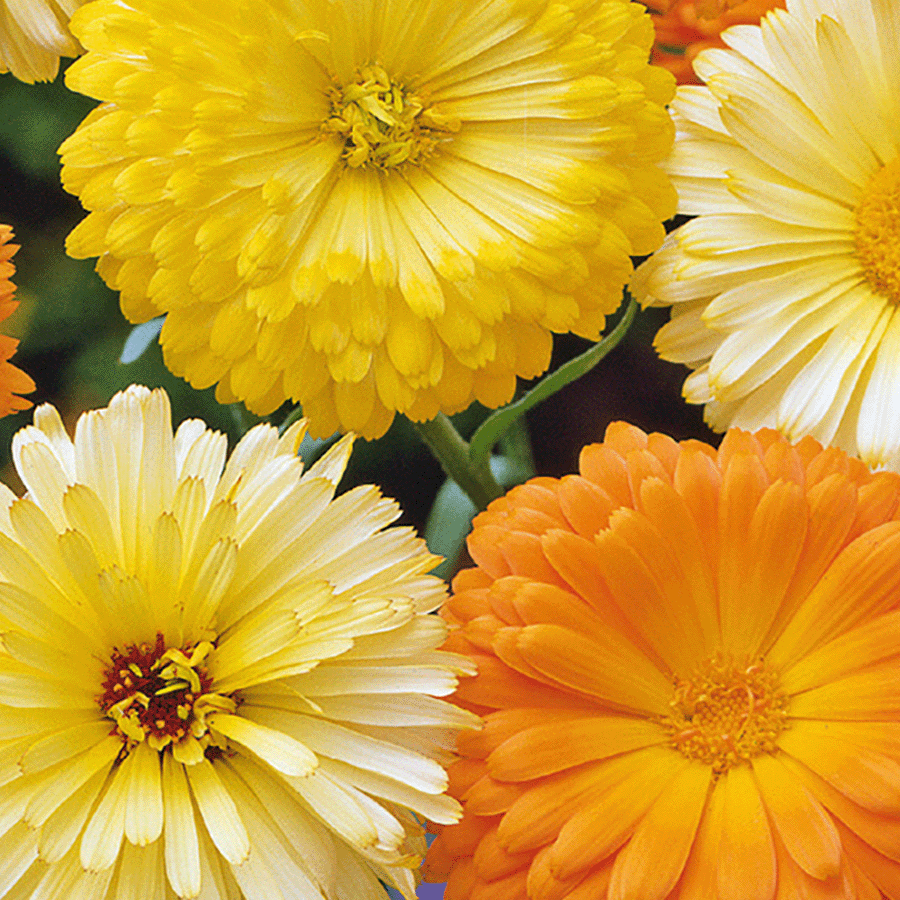 MRS Seeds & Mixtures Ringelblume 'Pacific Beauty' - gemischt [de]