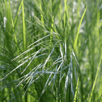MRS Seeds & Mixtures Typ NGW2 - Mittelmagere Grasmischung [de]