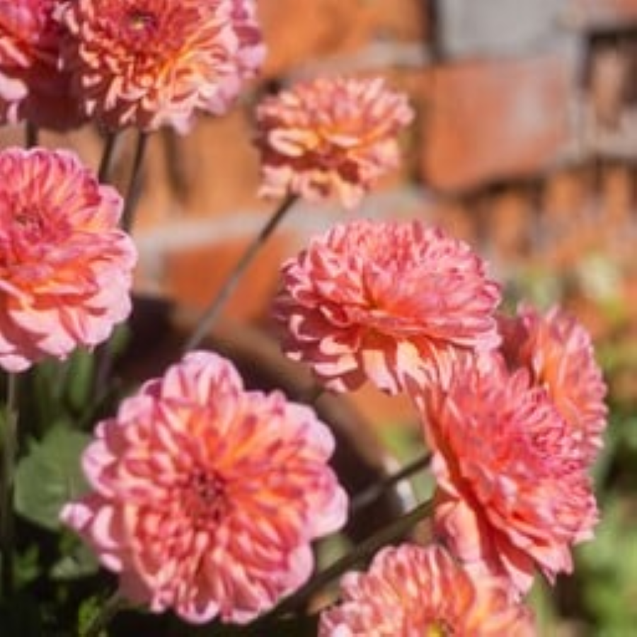 MRS Seeds & Mixtures Zinnie - Zinnia elegans 'Salmon Queen' [de]