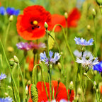MRS Seeds & Mixtures Ackerwildkräutermischung - 10 Arten [de]