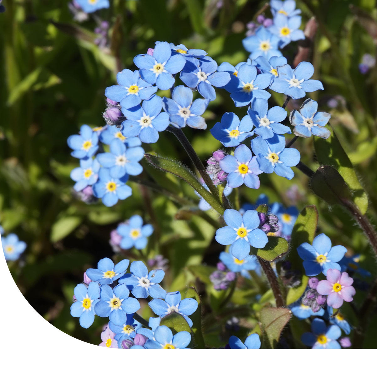 MRS Seeds & Mixtures Akkervergeet-mij-nietje – Myosotis arvensis