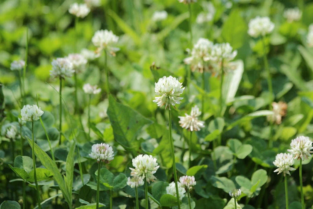 MRS Seeds & Mixtures Alexandrinerklee - Trifolium alexandrinum [de]