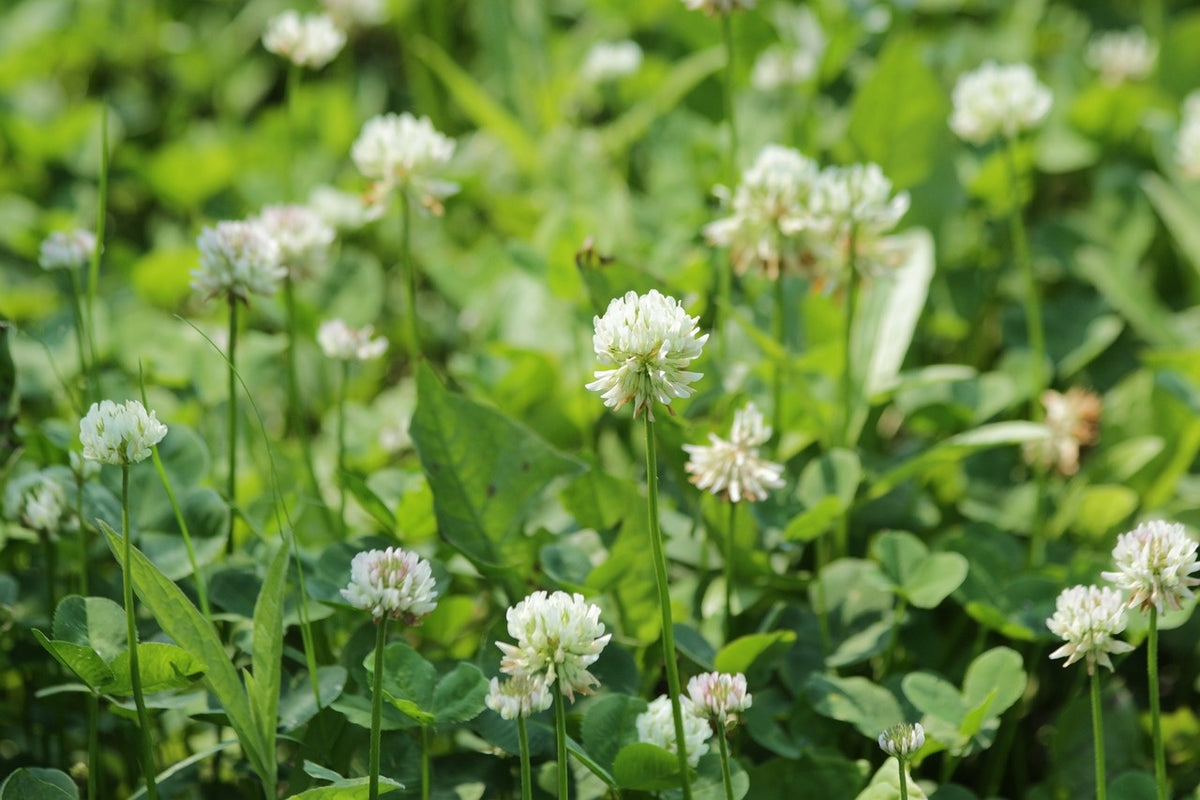 MRS Seeds & Mixtures Alexandrinerklee - Trifolium alexandrinum [de]