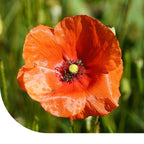 MRS Seeds & Mixtures Bleichmohn - Papaver dubium [de]