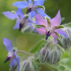 MRS Seeds & Mixtures Borretsch - Borago officinalis [de]