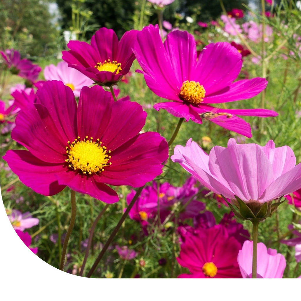 MRS Seeds & Mixtures Cosmea 'Dwarf Sensation' gemengd