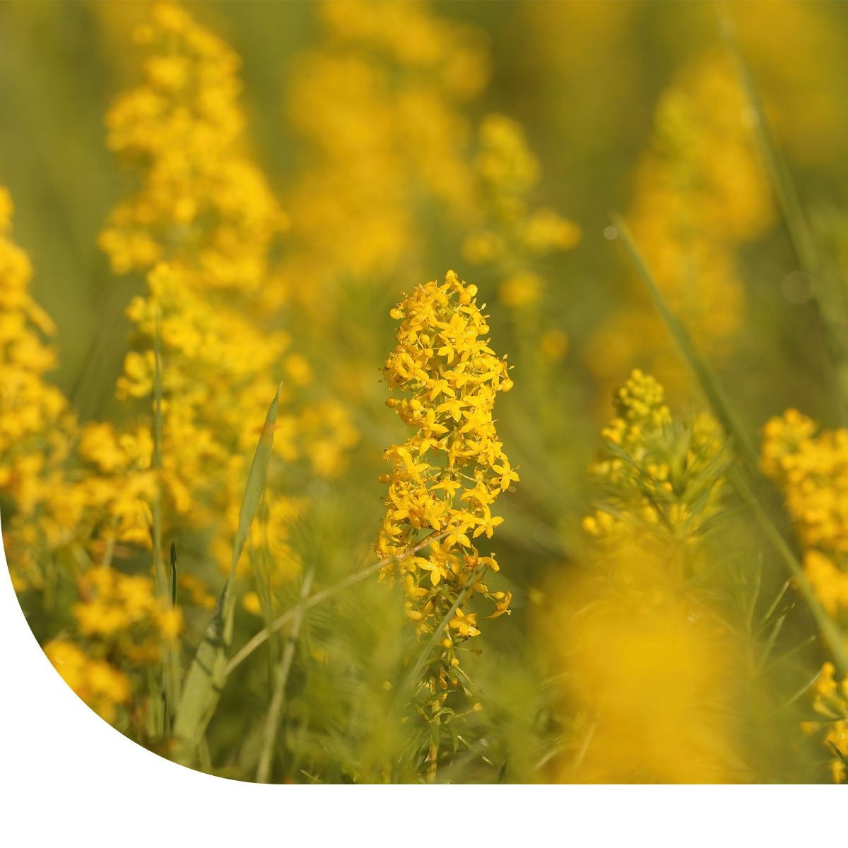 MRS Seeds & Mixtures Echtes Labkraut - Galium verum [de]