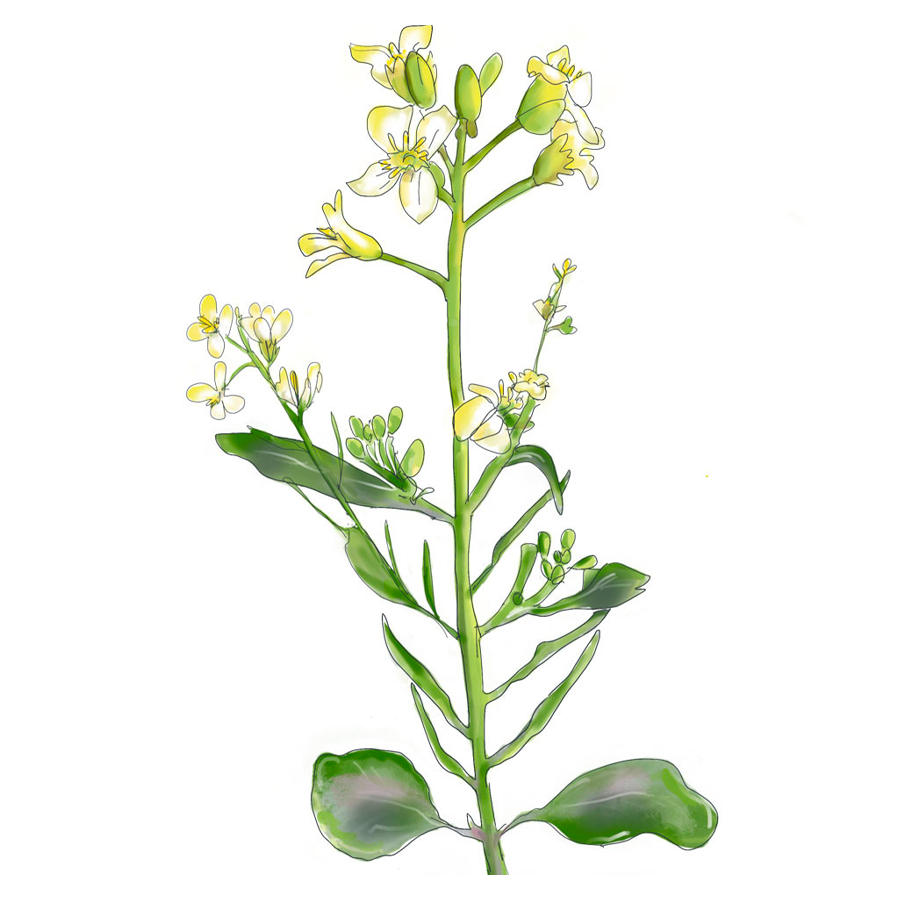 MRS Seeds & Mixtures Ethiopische Mosterd - Brassica carinata [nl]