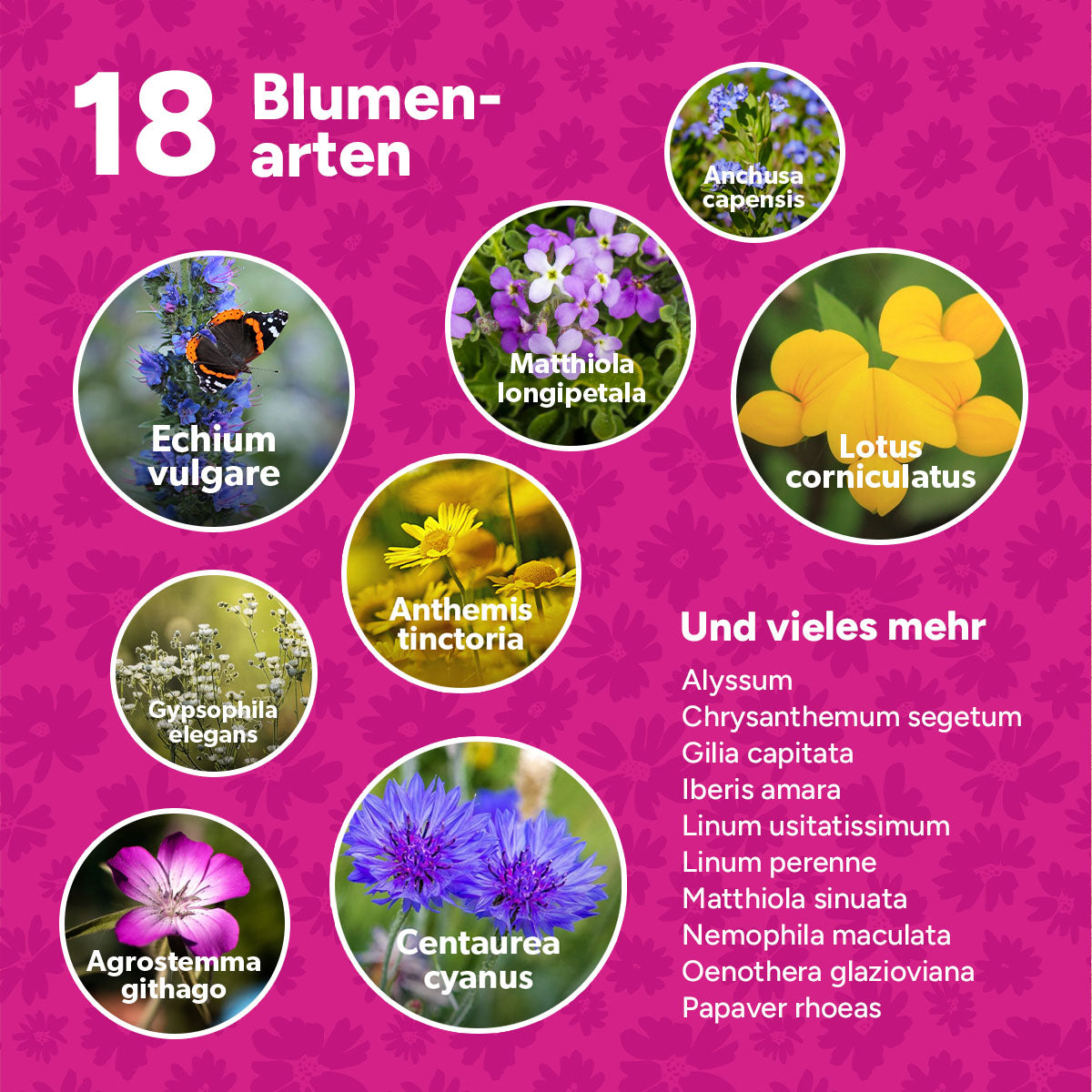 MRS Seeds & Mixtures Flower Bombs - Samenbomben mix - Herzlichen Glückwunsch! [de]