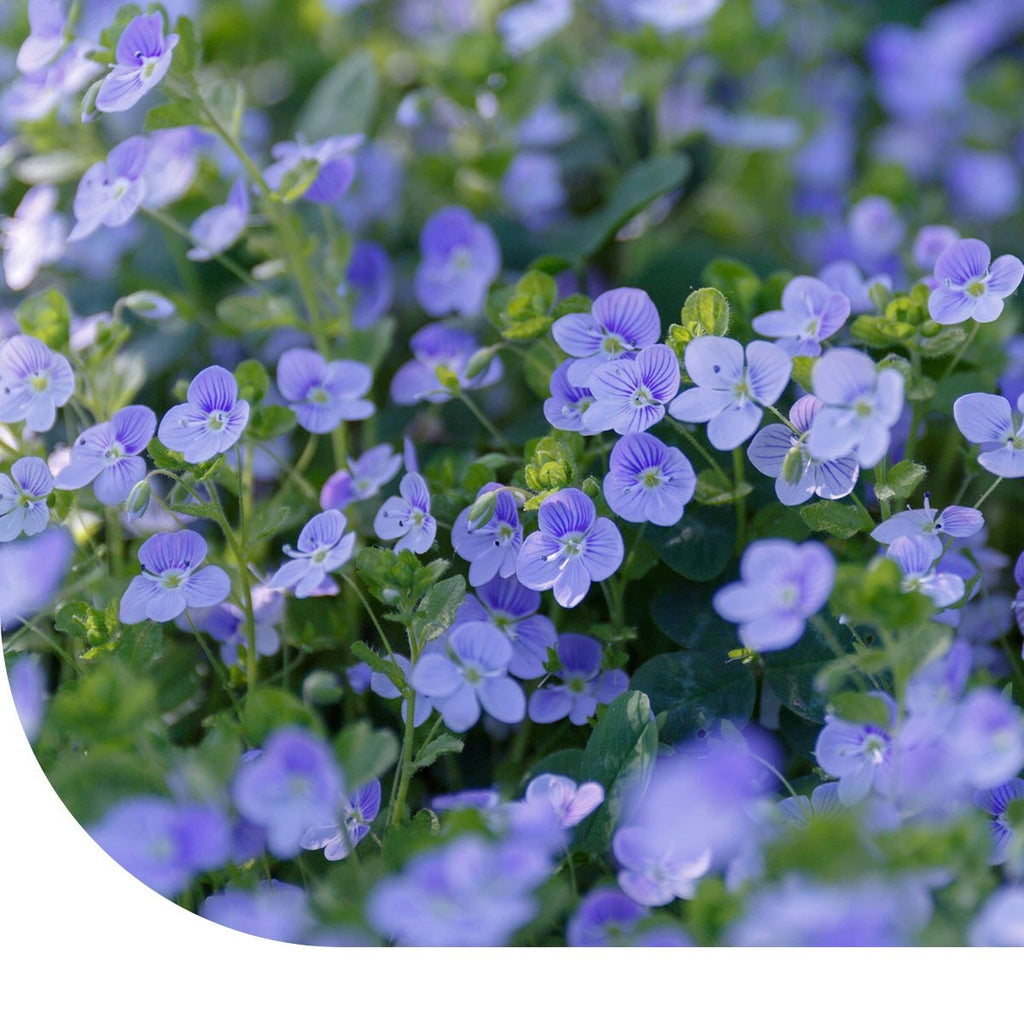 MRS Seeds & Mixtures Gamander-Ehrenpreis - Veronica chamaedrys [de]
