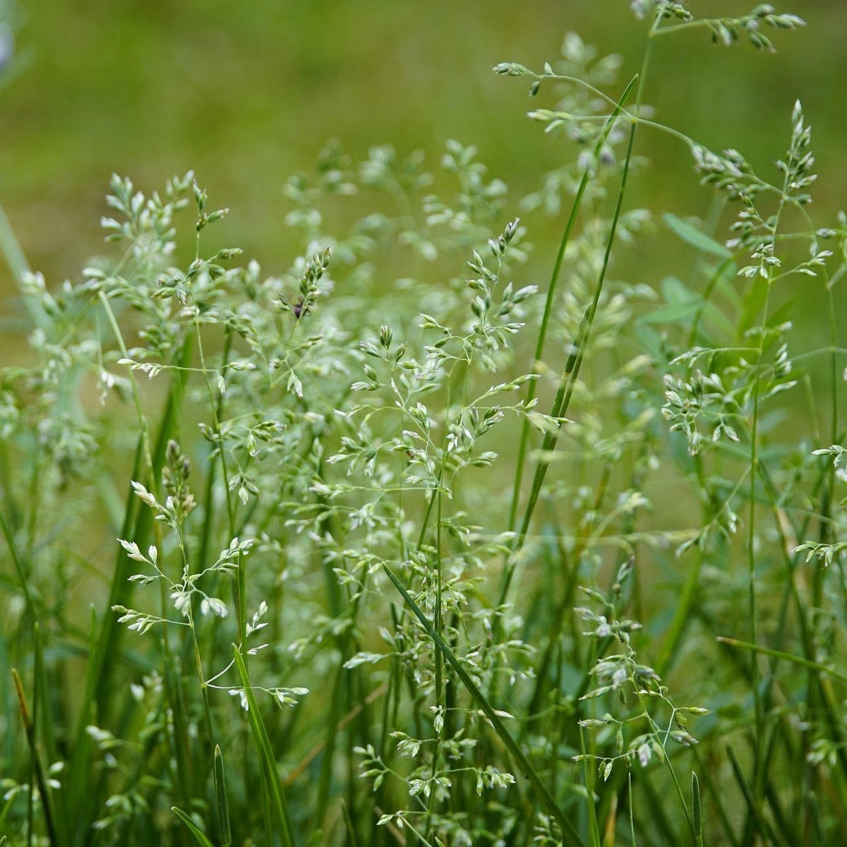 MRS Seeds & Mixtures Gewöhnliches Rispengras - Poa trivialis [de]