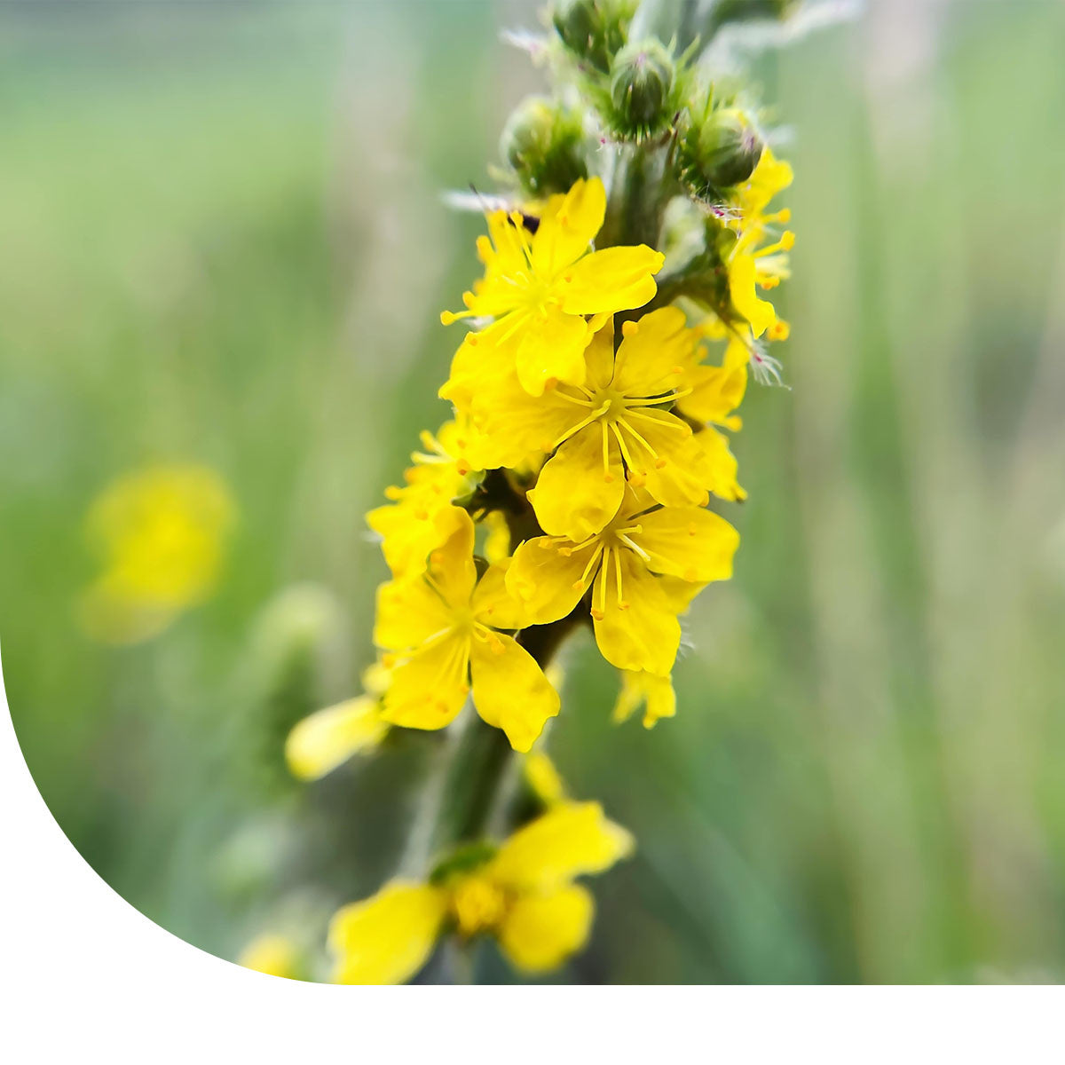 MRS Seeds & Mixtures Gewone agrimonie – Agrimonia eupatoria [nl]