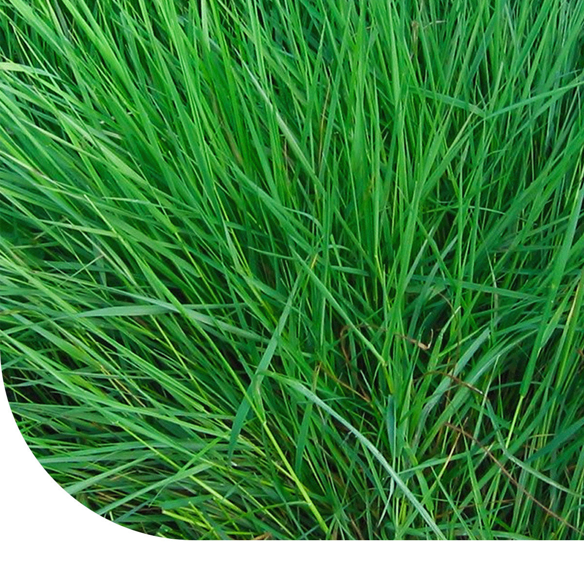 MRS Seeds & Mixtures Gewoon Struisgras - Agrostis capillaris