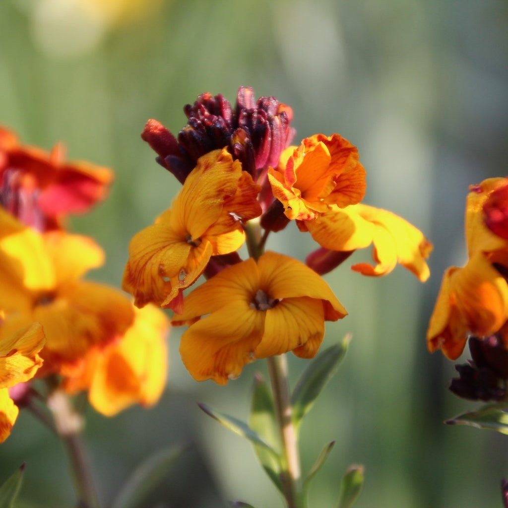 MRS Seeds & Mixtures Goldlack - Erysimum Allioni [de]