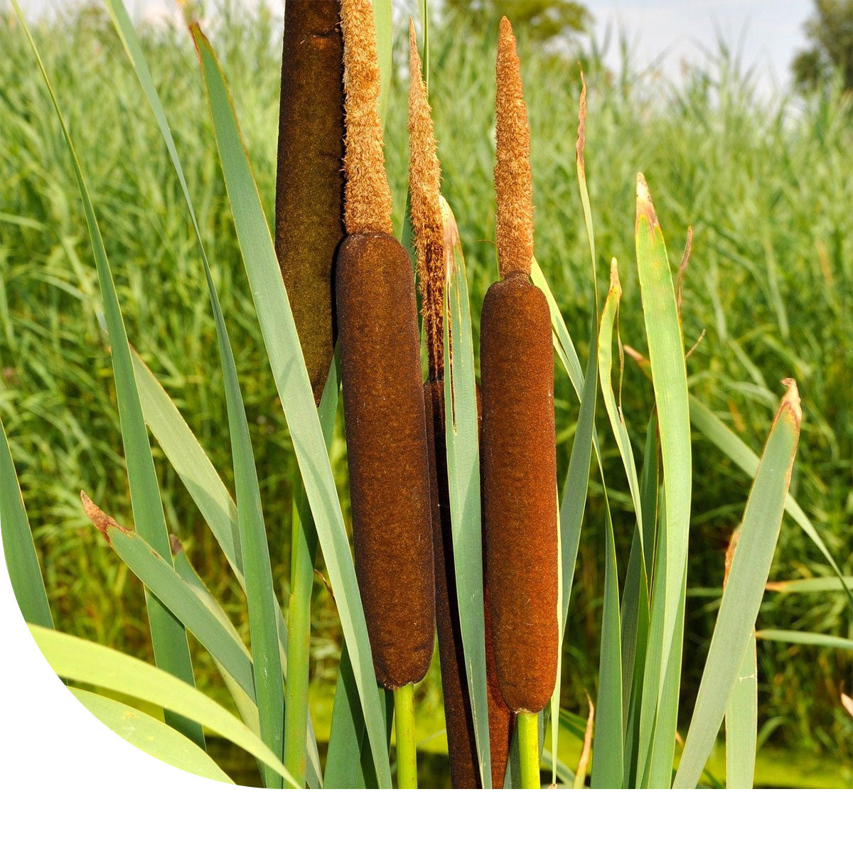MRS Seeds & Mixtures Grote lisdodde - Typha latifolia