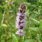 MRS Seeds & Mixtures Grüne Minze - Mentha spicata [de]