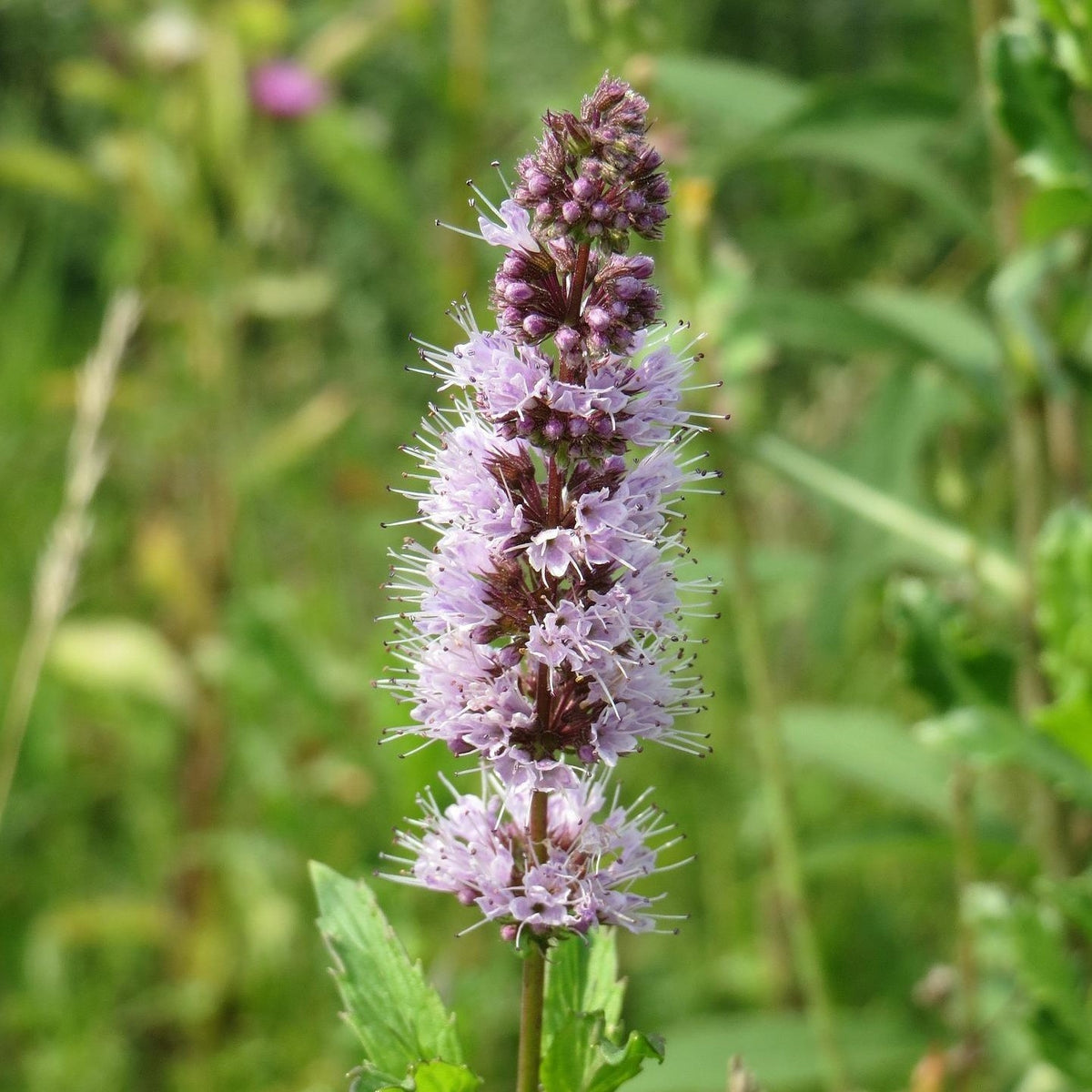 MRS Seeds & Mixtures Grüne Minze - Mentha spicata [de]